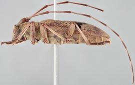   Rhodopina integripennis nbsp;lateral 
