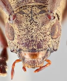   Rhodopina integripennis  frontal 
