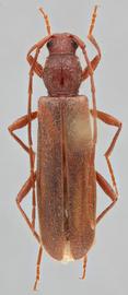   Haplidus testaceus nbsp;dorsal 
