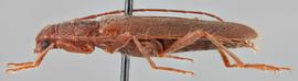   Haplidus testaceus nbsp;lateral 
