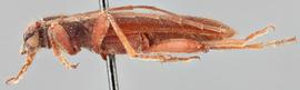   Hesperanoplium antennatum nbsp;malenbsp;lateral 
