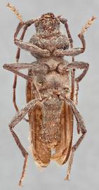   Elatotrypes hoferinbsp; ventral 
