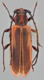   Holopleura marginata nbsp;dorsal 
