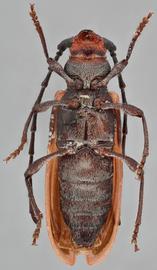   Holopleura marginata nbsp;ventral 
