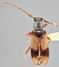   Dicentrus bluthneri  dorsal 
