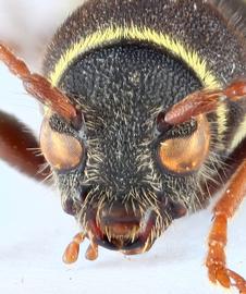   Clytus lamanbsp; frontal 
