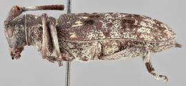   Monochamus nigromaculatusnbsp; lateral 
