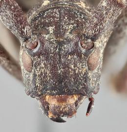   Monochamus nigromaculatusnbsp; frontal 
