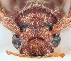   Penichroa fasciata nbsp;frontal 
