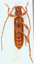   Axinopalpis gracilis nbsp;ventral 
