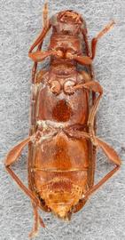   Obrium brunneum  ventral 
