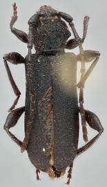   Ropalopus macropus  dorsal 
