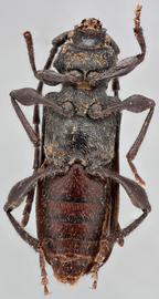   Ropalopus macropus nbsp;ventral 
