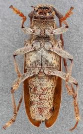   Monochamus carolinensis nbsp;female ventral 
