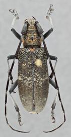   Monochamus galloprovincialis  female dorsal 
