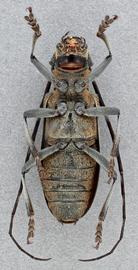   Monochamus galloprovincialisnbsp; female ventral 
