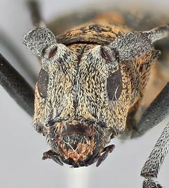   Monochamus galloprovincialisnbsp; female frontal 
