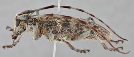   Monochamus clamatornbsp; female lateral 
