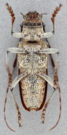   Monochamus clamatornbsp; female ventral 
