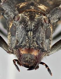   Monochamus nitens nbsp;female frontal 
