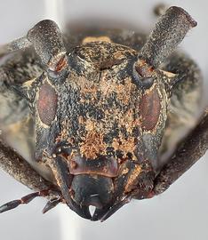   Monochamus grandis nbsp;female frontal 
