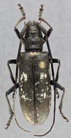   Monochamus sartor urussovii nbsp;female dorsal 
