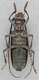   Monochamus sartor urussovii nbsp;female ventral 
