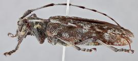   Monochamus maculosus nbsp;female lateral 
