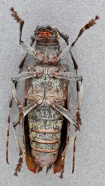   Monochamus maculosus nbsp;female ventral 
