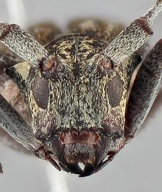   Monochamus maculosus nbsp;female frontal 
