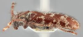   Eupogonius tomentosus nbsp;lateral 
