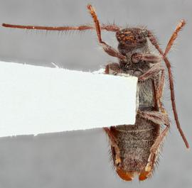   Eupogonius tomentosus nbsp;ventral 
