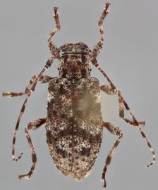   Astylopsis sexguttata  dorsal 
