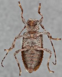   Astylopsis sexguttatanbsp; ventral 
