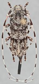   Acanthocinus leechi  female nbsp; dorsal
