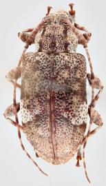   Astylopsis macula  dorsal 
