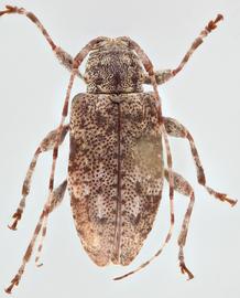   Astylopsis collaris  dorsal 
