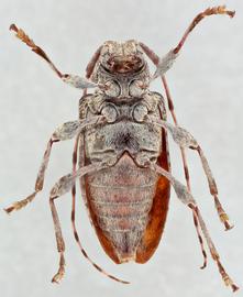   Astylopsis collaris  ventral 
