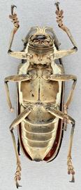   Batocera rufomaculata nbsp;ventral 
