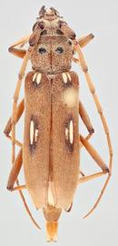   Eburia laticollis  dorsal 
