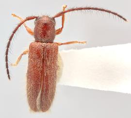   Sophronica  sp. dorsal 
