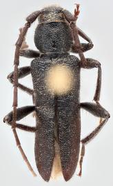   Turanium pilosum  dorsal 
