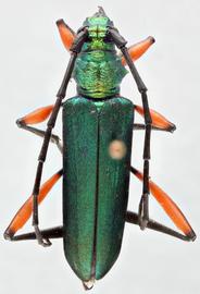   Philematium virens  dorsal 
