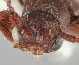   Nathrius brevipennisnbsp; frontal 
