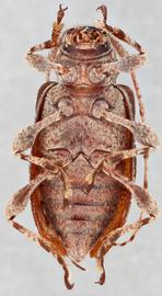   Astylopsis arcuata  ventral 
