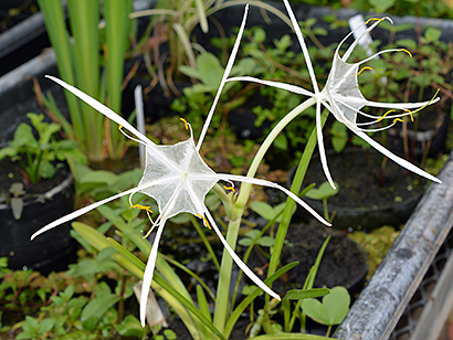 Hymenocallis