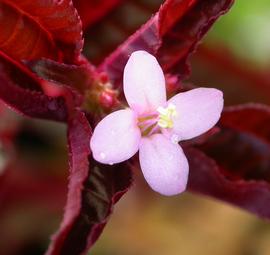   Aciotis acuminifolia  flower; photo: S.L. Winterton 