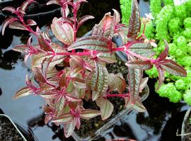   Aciotis acuminifolia , emersed; photo: S.L. Winterton 