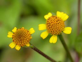   Acmella oleracea  flower heads; photo: S.L. Winterton 