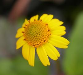   Acmella repens  flower head closeup; photo: S.L. Winterton 